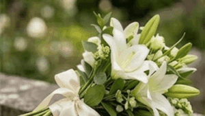 White lilies